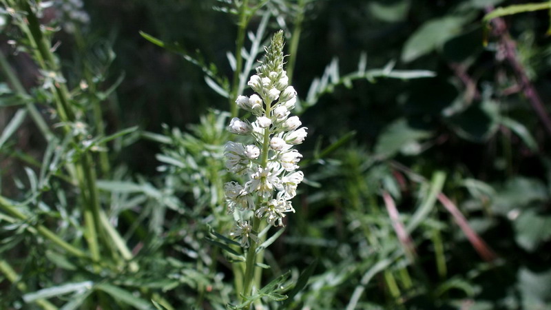 Reseda alba / Reseda bianca